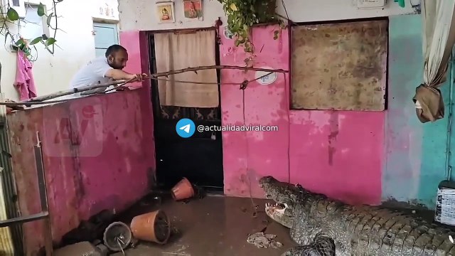 Video: Inundaciones en la India provocan desbordes y la invasión de cocodrilos en viviendas