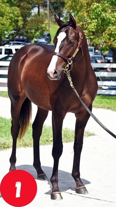 Horse Fly Control Made Easy: 7 Proven Solutions #HorseFlyControl  #equinecare  #HorseOwnerTips