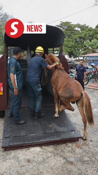 Two mistreated horses rescued in Batu Ferringhi crackdown
