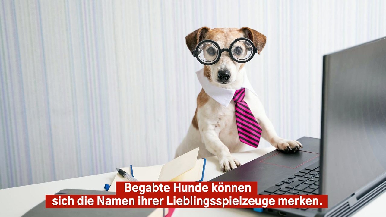 Clevere Hunde können sich die Namen von ihren Lieblingsspielzeugen merken