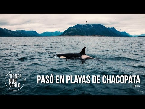 Así fueron liberadas siete ballenas orcas que quedaron varadas en Sucre