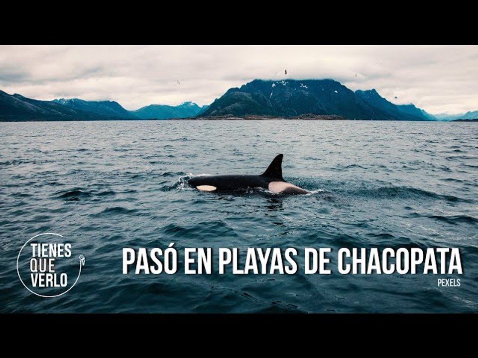 Así fueron liberadas siete ballenas orcas que quedaron varadas en Sucre