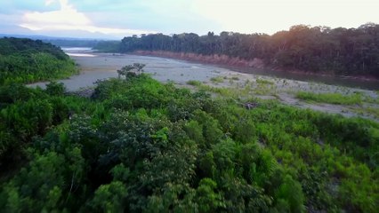 Amazon Jungle by Eagle Eye