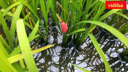 snail eggs laid on rice stalk