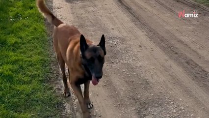 Alain-Fabien Delon : il donne des nouvelles de Loubo, le chien de son père
