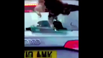 Ces singes ne laissent aucune chance à votre voiture