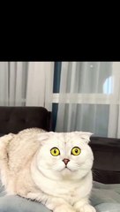 #funny cat expression on background reaction #funny #pets #kitten