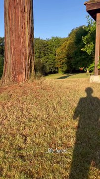 Rosalie van Breemen, l'ex-compagne d'Alain Delon, a filmé le domaine à Douchy après le décès de l'acteur