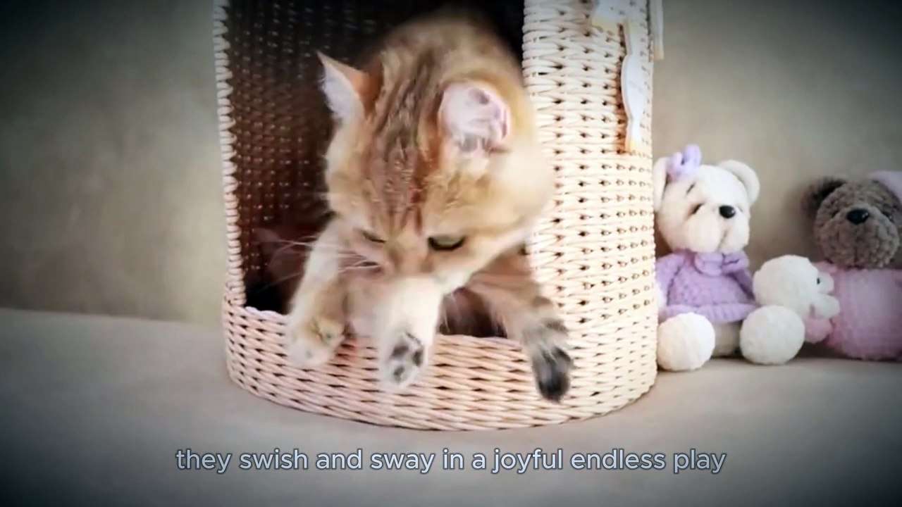 Playful Paws - Full video song | Paws & Whiskers