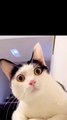 #cute cat#animation #cat #pets #catlover #animal #funny #animation# funny videos