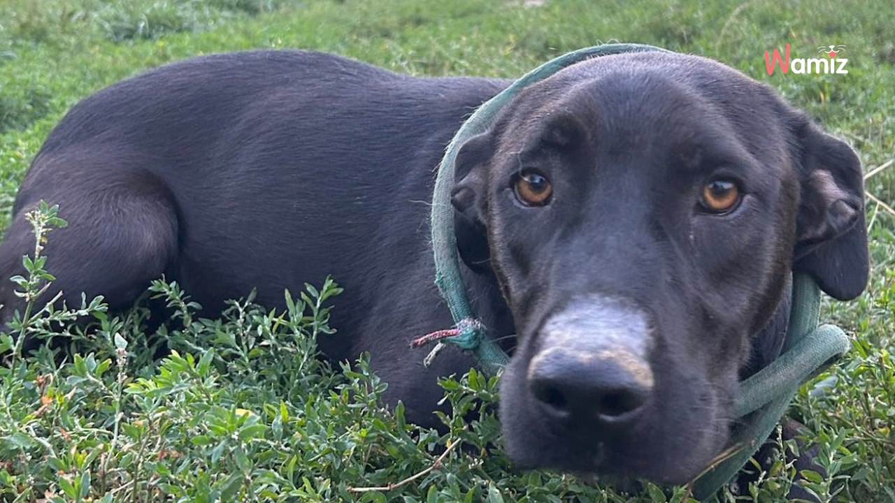 Cette chienne qui était prostrée dans un box de fourrière a des cicatrices qui en disent long sur son passé