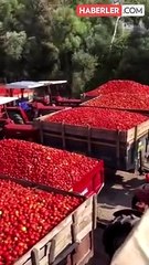 Türkiye'nin kanayan yarası! Ürettikleri domatesleri satamayan çiftçi isyan etti