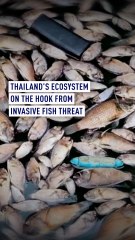 Thailand fights invasive fish species