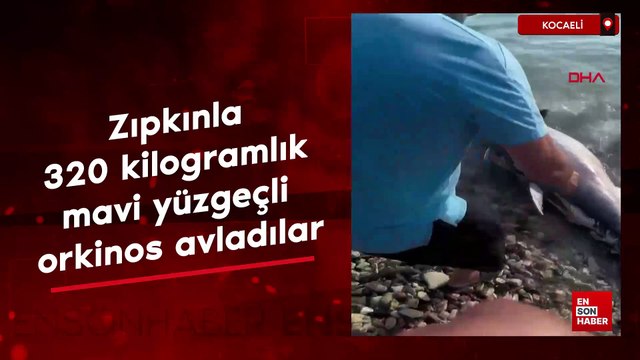 Kocaeli'de zıpkınla 320 kilogramlık mavi yüzgeçli orkinos avladılar