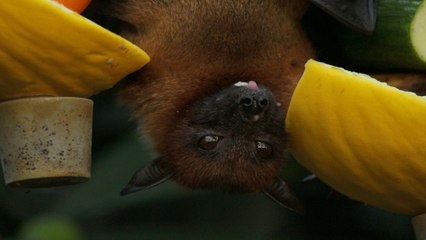 Curiosas Tierno murciélago nos enseña sobre el maravilloso mundo animal