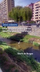 Una majestuosa garza 'desfila' por el río Vena