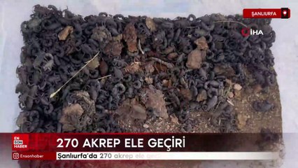 Şanlıurfa'da 270 akrep ele geçirildi
