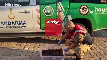 Canlı akrep toplayan kişiye 387 bin lira para cezası kesildi