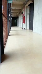 Mapaches bebés son captados en pasillos de la UNAM