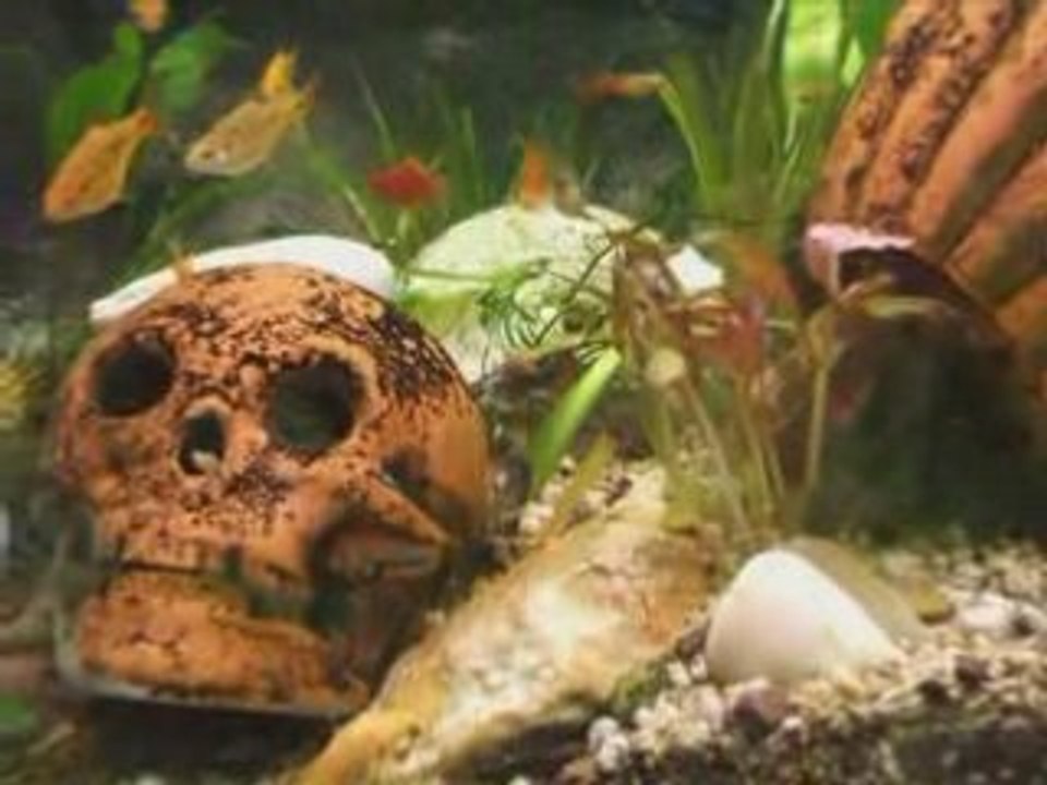 Aquariust1