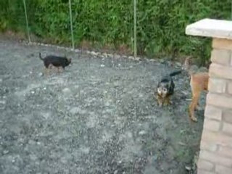 Mes chiens