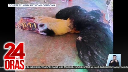 "Critically endangered" na Visayan Hornbill, natagpuang patay sa Antique | 24 Oras