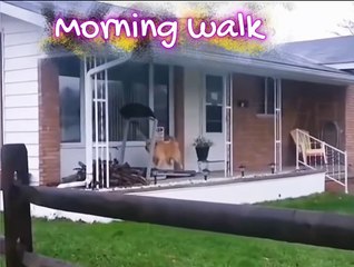 Golden Retriever Hilariously Enjoys Treadmill Workout at Home! #DogLovers  #TreadmillDog