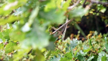 Network Rail launches appeal to public to name leaf-busting trains