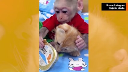 Suloinen video: pieni apina hoitaa kissanpentua suurella hellyydellä