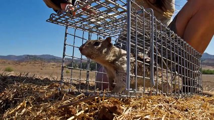 These Squirrels Are Helping Owls!