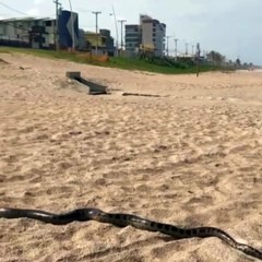 VÍDEO: Cobra é vista na Praia do Flamengo e causa pânico em moradores