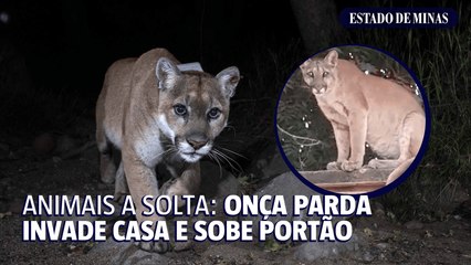 Animais a solta: onça parda invade casa e sobe portão