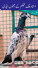 Ustad Malik Mohkam's Majnu Taddy Breed Pigeons