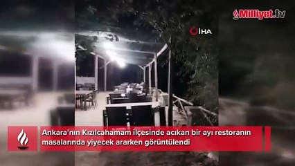 Acıkan ayı restoran bahçesinde yemek ararken böyle görüntülendi