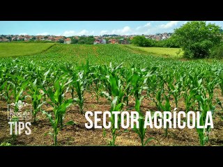 ¿Cuáles son los rubros más demandados en el sector agrícola en Venezuela?