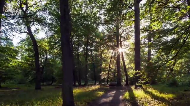 Did You Know That The Forest Floor Makes Different Sounds Depending On Its Health?