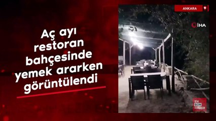 Ankara'da aç ayı restoran bahçesinde yemek ararken görüntülendi