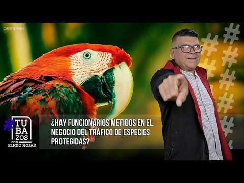 ¿Hay funcionarios metidos en el negocio del tráfico de especies protegidas?