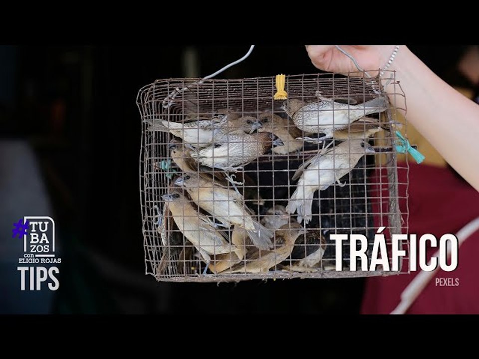 Hay un alerta: Tráfico de especies protegidas en Venezuela