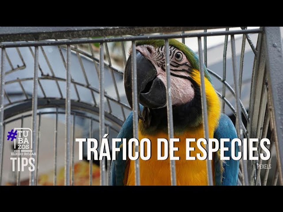 Tráfico de especies en Venezuela: ¿Operadores del sistema de justicia implicados?
