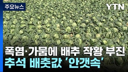 폭염·가뭄에 배추 작황 부진...추석 배춧값 '안갯속' / YTN
