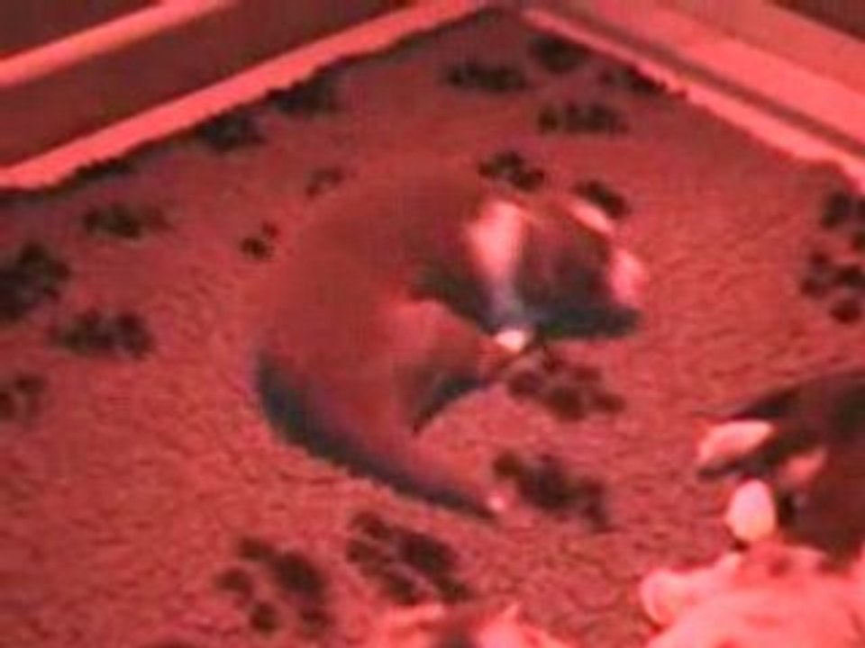 bébés utopie 12 jours de vie