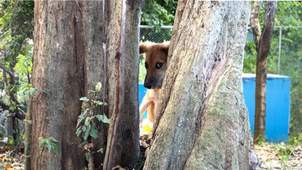 Feral Puppies Won't Let People Near Them Until...