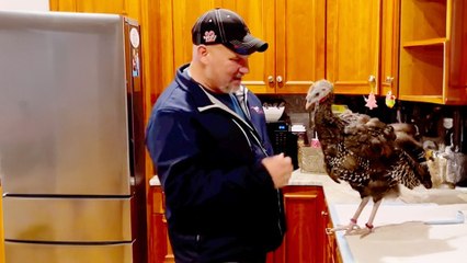 Turkey Waits By The Window Every Day When Dad Comes Home
