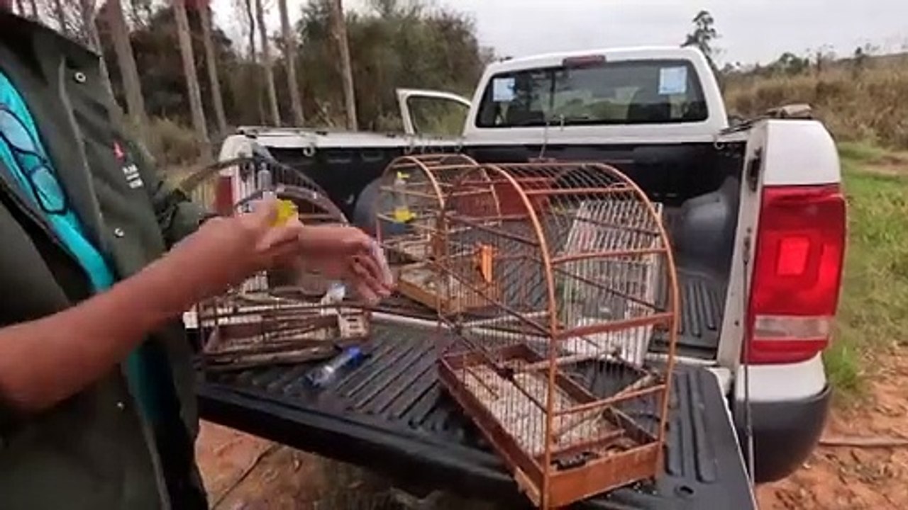 IAT Umuarama apreende 32 aves em situação irregular em 3 dias de fiscalizações