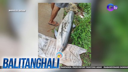 2 patay na dolphin, natagpuan sa dalampasigan sa kasagsagan ng Bagyong #EntengPH | Balitanghali