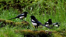 The Magpie: Close Up HD Footage ((Pica pica)
