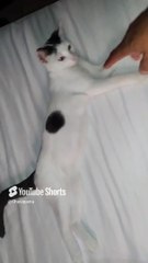 El gato pernanca bie dormido acostado en la cama descansando con mucho calor y el ventilador agusto