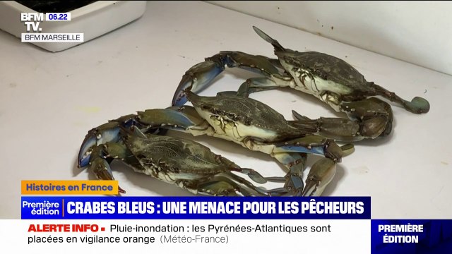 Crabes bleus: cette espèce invasive présente une menace pour les pêcheurs en Méditerranée