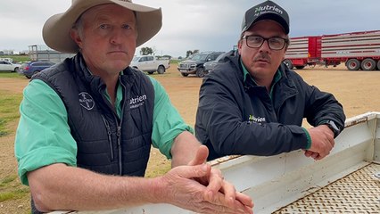 Strathalbyn cattle market | Stock Journal